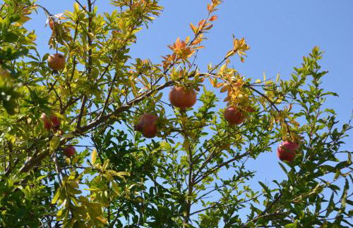 Casa Margherita - typical salento house - Foto 39