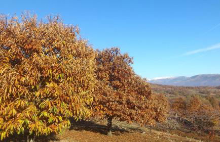 Abuela Pastora - Foto 29