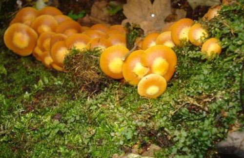 Ferienhaus Klingenbrunn - Foto 51