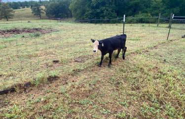 The Varnadoe Villa- Farm Stay - Foto 39