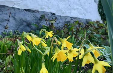 Tornaroan Cottage - Foto 62