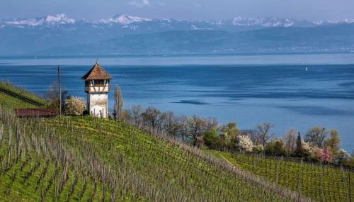 Spatzennest am Bodensee - Foto 2