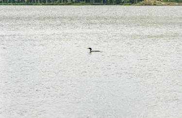 Lakefront Geodesic Dome 45 min to Acadia NP - Photo 12