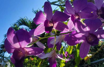 The Butterfly Cottage - Certified Butterfly Sanctuary - Ocean View Hot Tub - Authentic Keys Charm - Foto 28