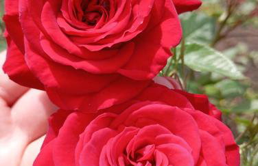 Vasilikis House - Foto 8