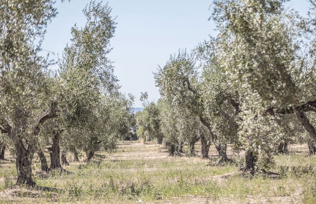 Traldi Resort - Foto 40