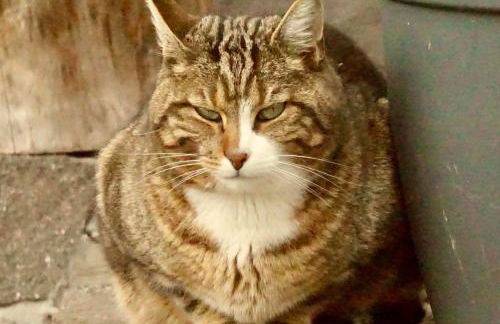 Alte Schmiede - Photo 9