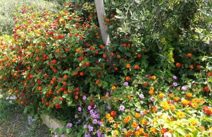 Il Melicucco - Foto 12