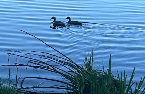 L'océan des Landes - La Dune - Photo 34