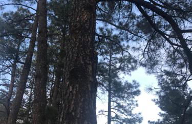 Gonzales Cozy Little Bear Cabin - Foto 43