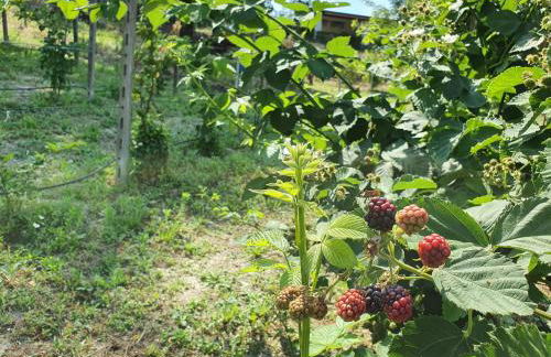 Agriturismo Il Burlino Apartments - Foto 51