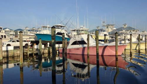 Coral Shells - Foto 4