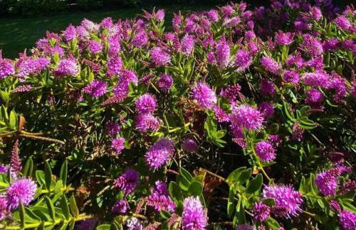 House - Free Parking & Sea Views - Foto 11