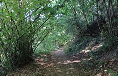 Sunflower Terrace - Rome and Castelli Romani - Foto 27
