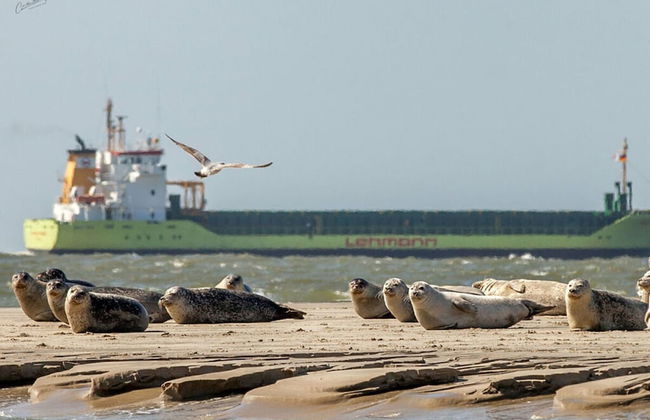 3 at House "pop" - Foto 2