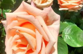 La Pomella - Foto 44