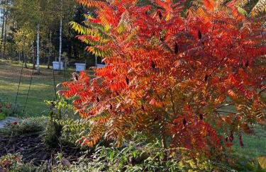 Drewniany Domek w Zakątku Andrzeje Śniczany 18 - Photo 49