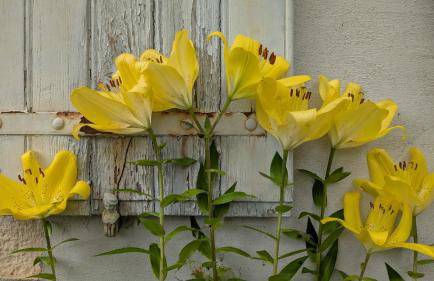 Gîte Wistéria - Foto 37