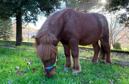 Tenuta Montelaura - Foto 11