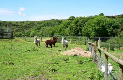 2 Bed in Ilfracombe oc-maltc - Photo 21