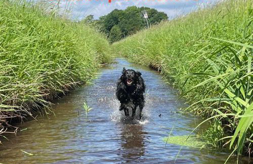 Diershof Walsrode - Foto 4