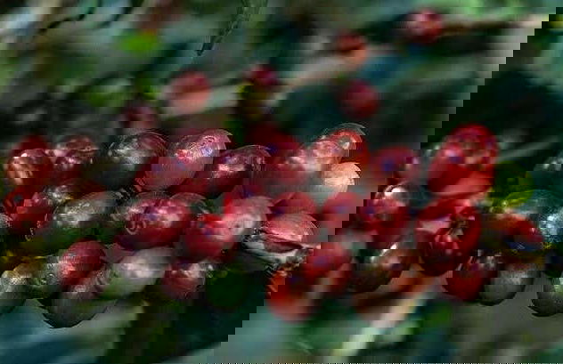 Boquete Coffee Tour - Photo 1