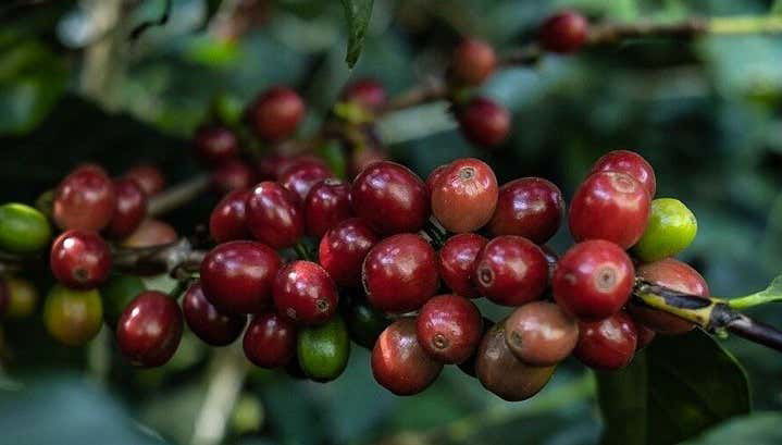 Tour del caffè a Boquete