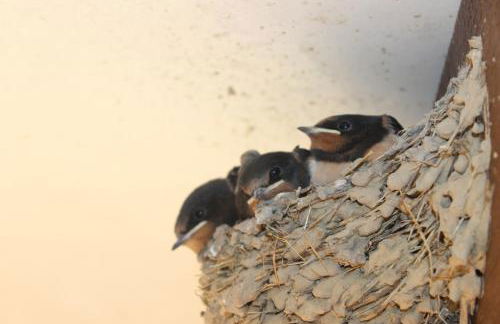 Gîtes à l'ombre des chênes - Foto 70