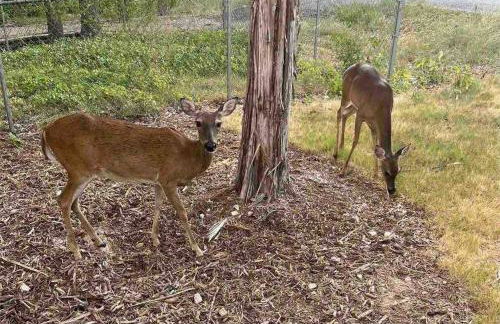 Lake Hm Hill Mountain View-BOAT Rental Available! - Foto 20