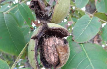 Quintal do Freixo - Country House - Photo 23