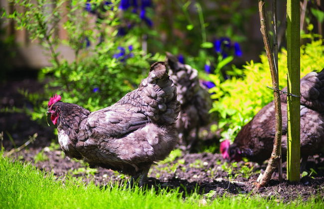 Withy Cottages - Foto 79