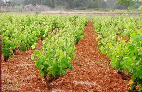 Agroturismo Sa Vinya d'en Palerm - Foto 127