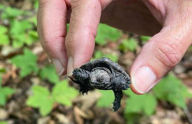 Island Tent Overlook in Maine - Foto 41