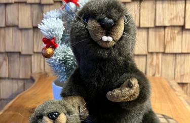 Castor Coquin Aubagne Cassis Aix en Provence - Foto 34