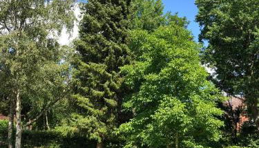 Ferienhaus Bäk-Ratzeburg - Foto 3