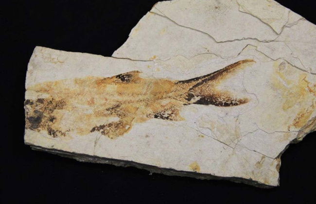 The Paleontological Museum Ticket - Foto 7