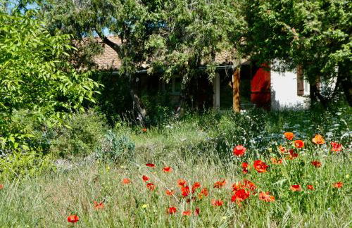 La Chélidoine - Photo 12