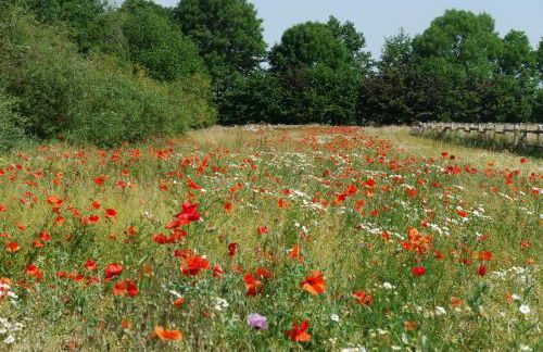 Schwalbennest - Foto 24