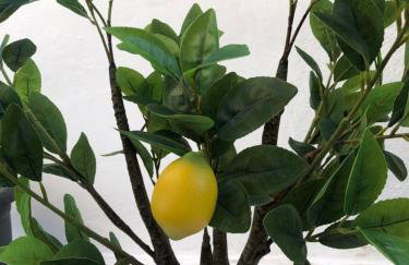 Argyros Central Residence Spili - Foto 29