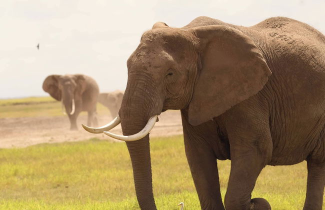 Amboseli Amanya Lodge - Foto 21