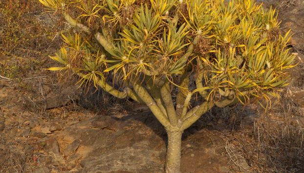 Admirando la flora de Gran Canaria