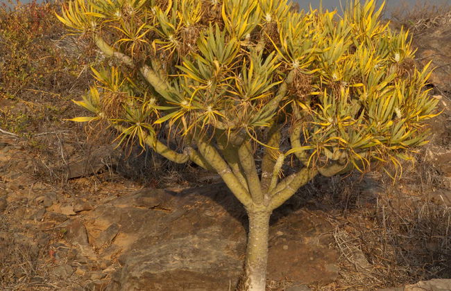 Senderismo por la reserva de Güi Güi - Foto 5