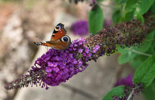 Ferienwohnung Werner mit Terrasse - Foto 23