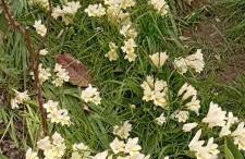 Casa Saba Lupino - Foto 35