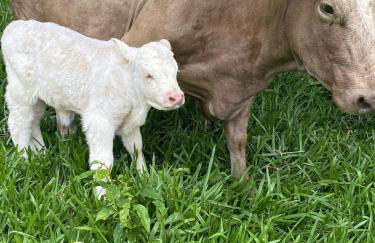 Chalés Recanto da Serra - Photo 2
