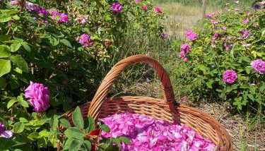 Różana Zagroda Agroturystyka - Foto 5, Garden view