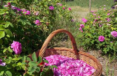 Różana Zagroda Agroturystyka - Foto 5