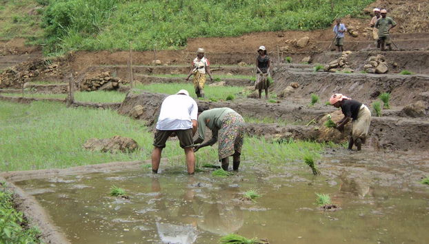 Visitando una plantación de té