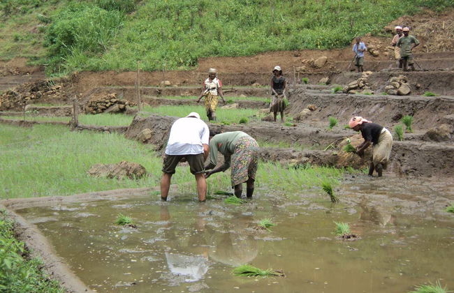 Senderismo hasta una plantación de té de Haputale - Foto 3