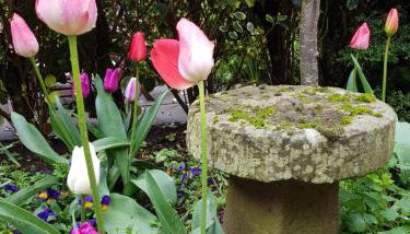 Anniston Farm Cottages - Foto 5, Garden